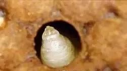 蜜蜂囊状幼虫病特效药,蜜蜂囊状幼虫病如何治疗