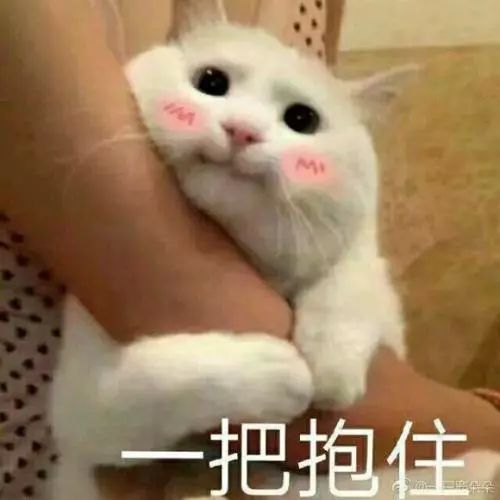 新到家猫咪需要做什么体检,猫咪到家第一夜铲屎官怎么做