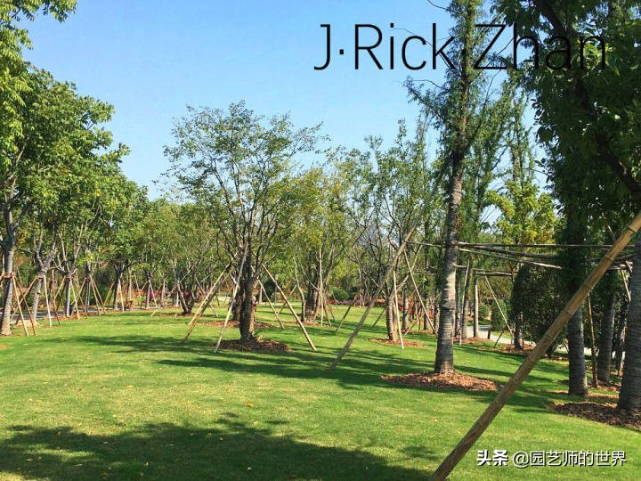 高尔夫果岭草坪家庭院子种植,麦冬草坪种植方法和注意事项