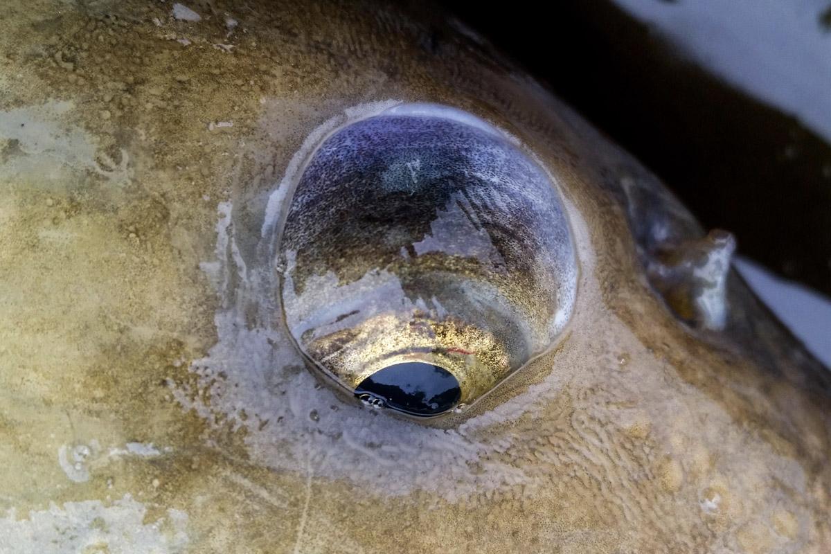「鱼基础知识」鱼的生理构造和习性，科普文章助力钓鱼