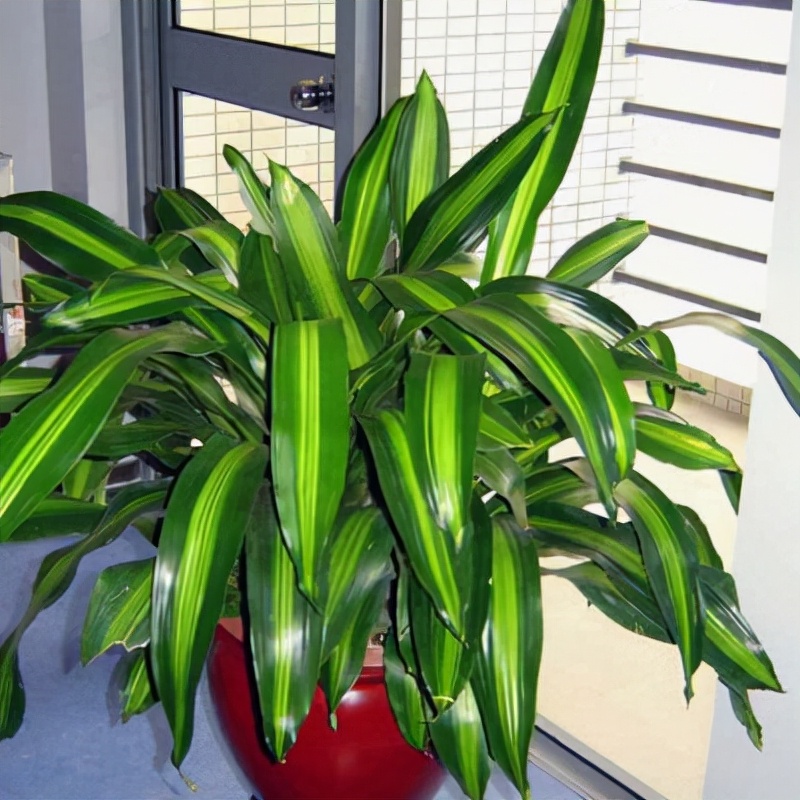 如何选择家中花卉植物盆栽,家庭常见的盆栽花卉的养护与管理