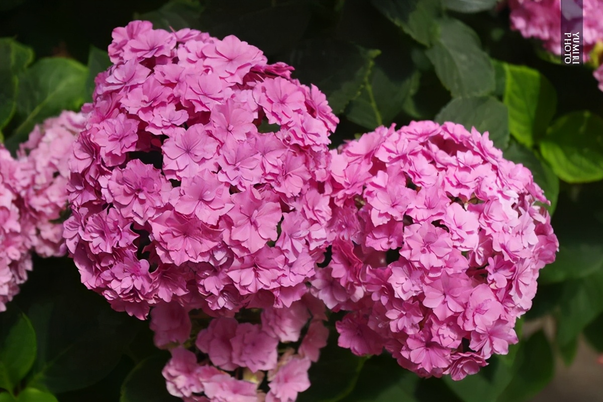 一加仑绣球长几年能长大,绣球扦插苗如何让其快速长大