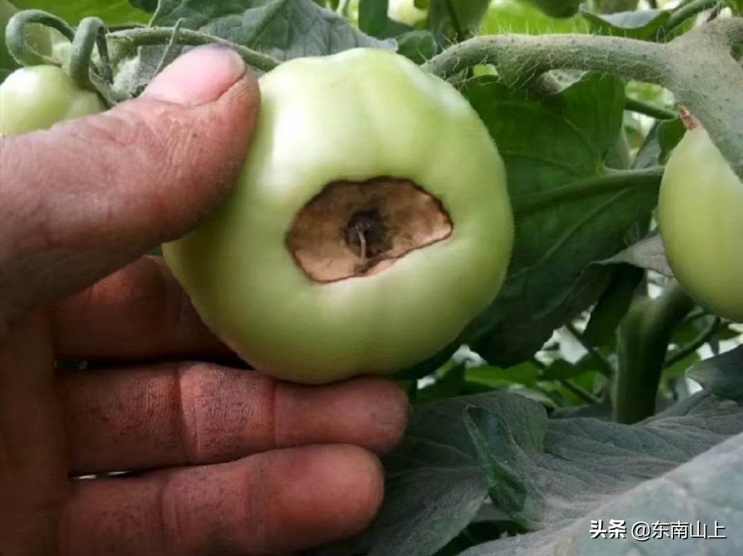 钙元素的性质,钙元素和微量元素分别是什么