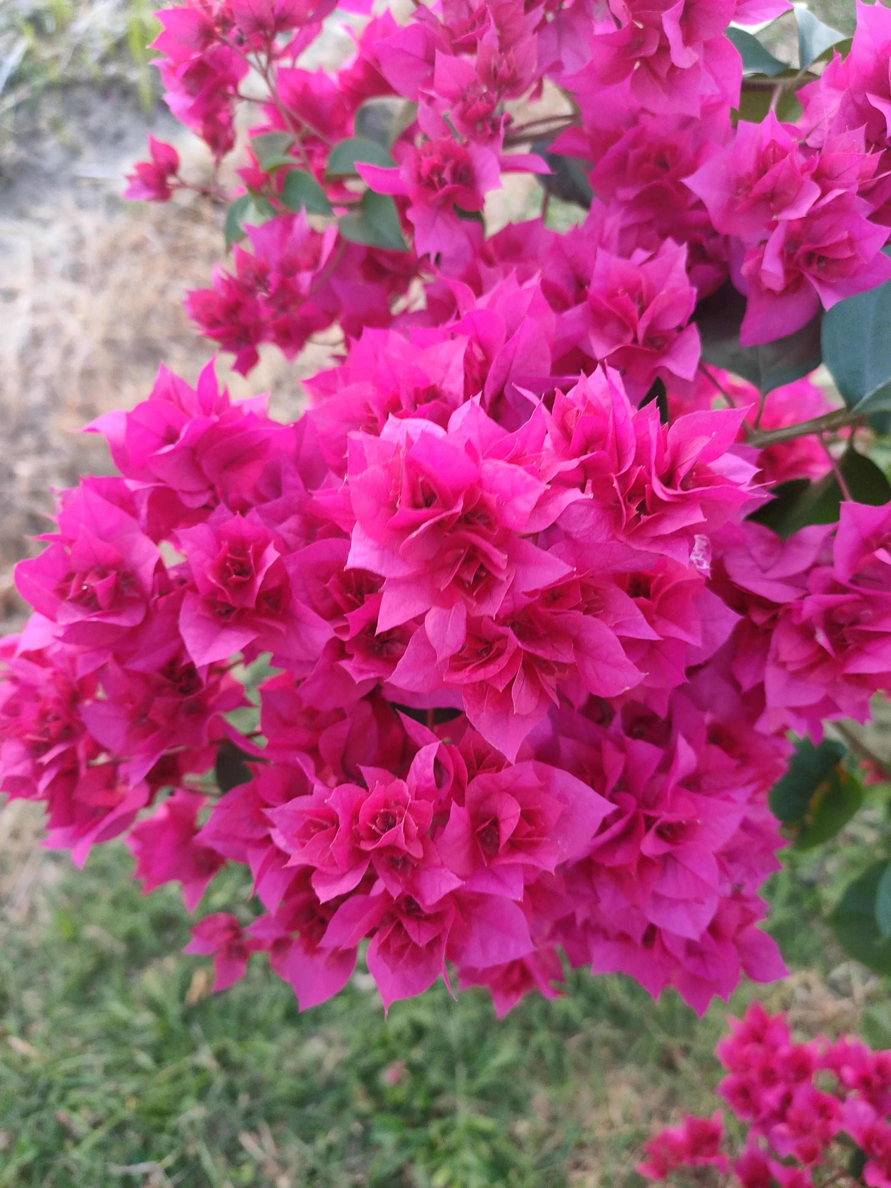 新大洲本田190r换后刹车总成,新大洲本田190r进藏可以吗