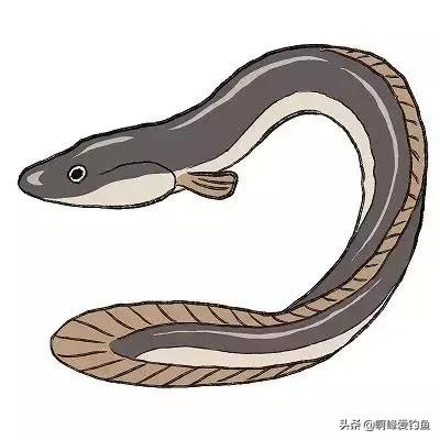 价值6.5万的河鳗，他却选择放生！同为鳗鱼，河鳗为何如此昂贵