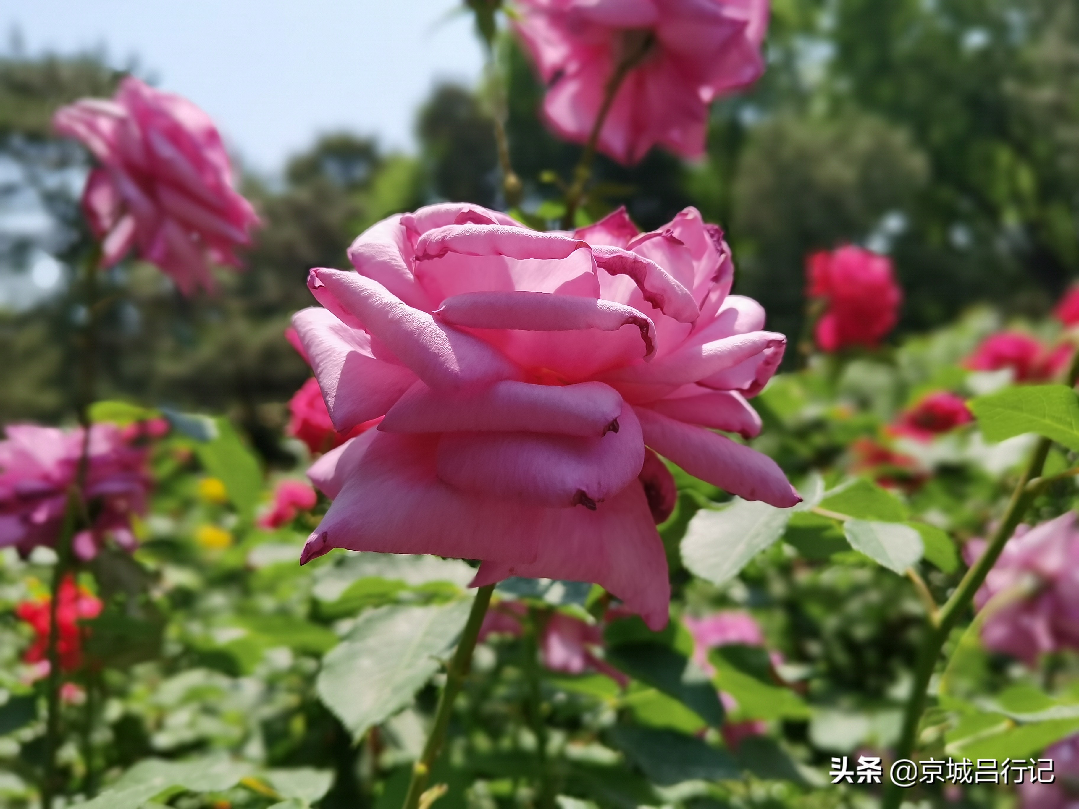 公园拍摄的月季花图片,在公园拍的牡丹花