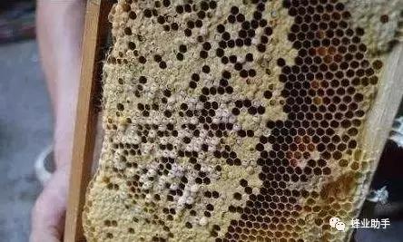 新手初期养蜜蜂禁忌，为什么蜜蜂越来越少，因为您都做这些错事