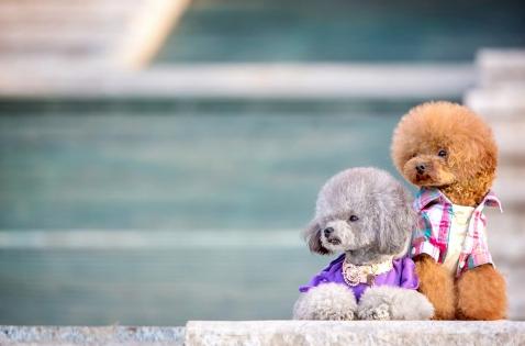 养泰迪对身体的好处,养泰迪的好处和坏处