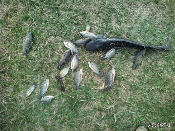 鏅編娓斿叿,鏅編楸艰偉