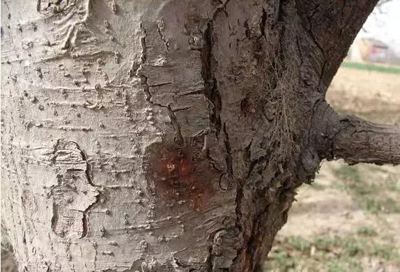 果树的癌症——苹果树腐烂病如何解决?果农朋友值得一看