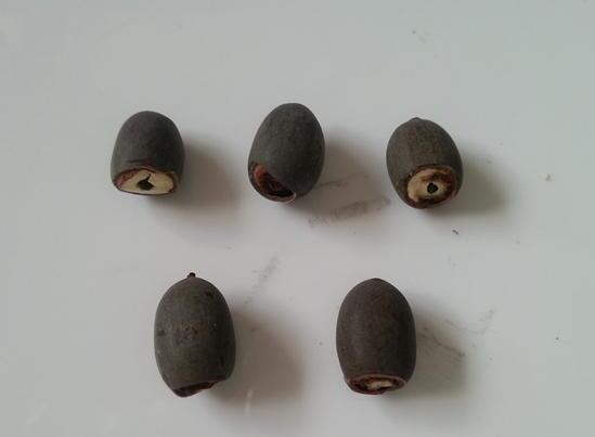 碗莲培育全过程视频,碗莲培育壮苗