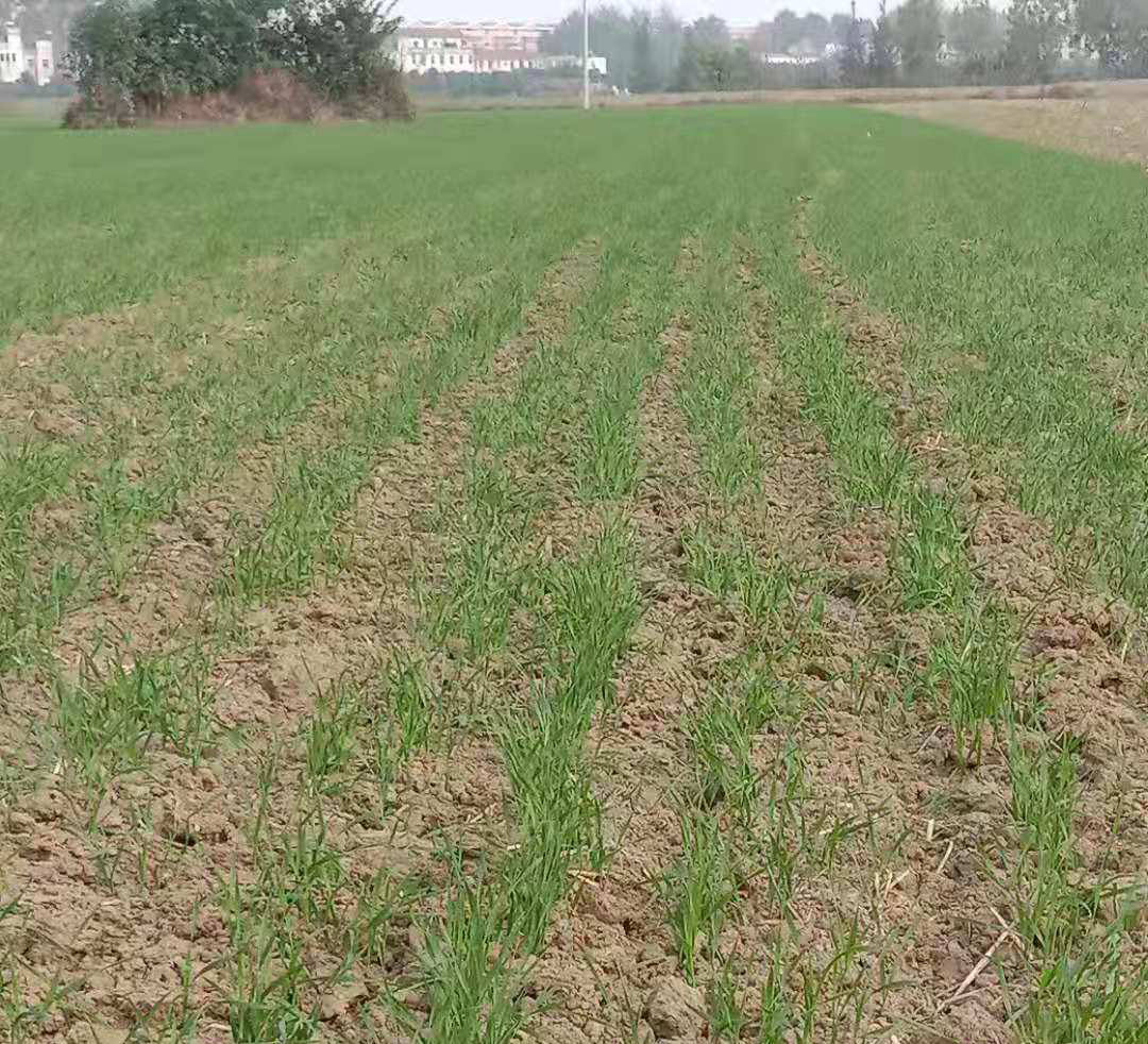 种植小麦一亩需要多少克硼?,种植小麦怎样打药最好用