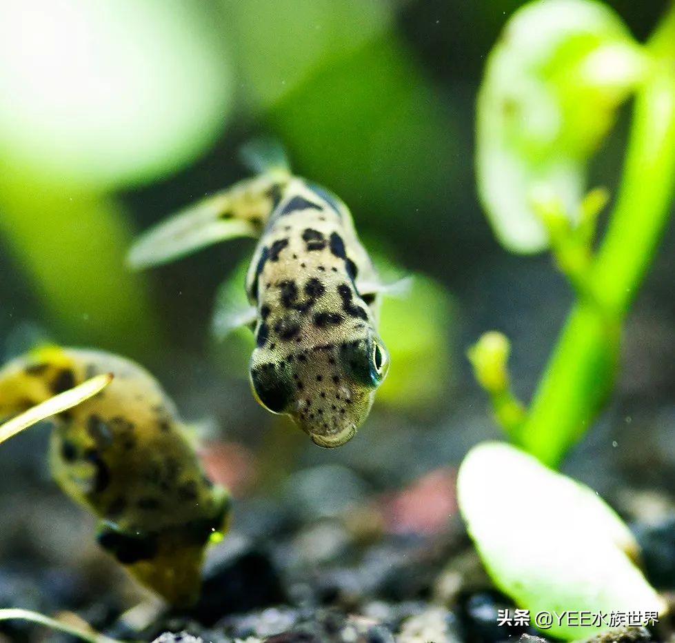 下盐能预防水霉病吗,盐治疗鱼病有哪几种