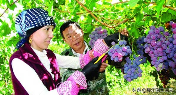 新疆哈密新品种葡萄,新疆新品种葡萄