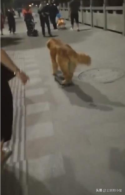 金毛玩滑板,金毛滑滑板