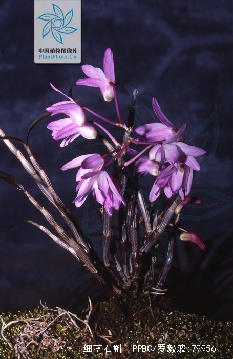 中药材铜丝草,中药材绶草