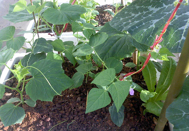 豆角落花落果最好的解决方法,豆角落花果怎么处理