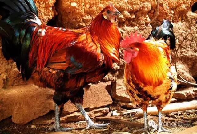 怎么样才能知道土鸡是什么样的,如何知道土鸡缺少什么营养