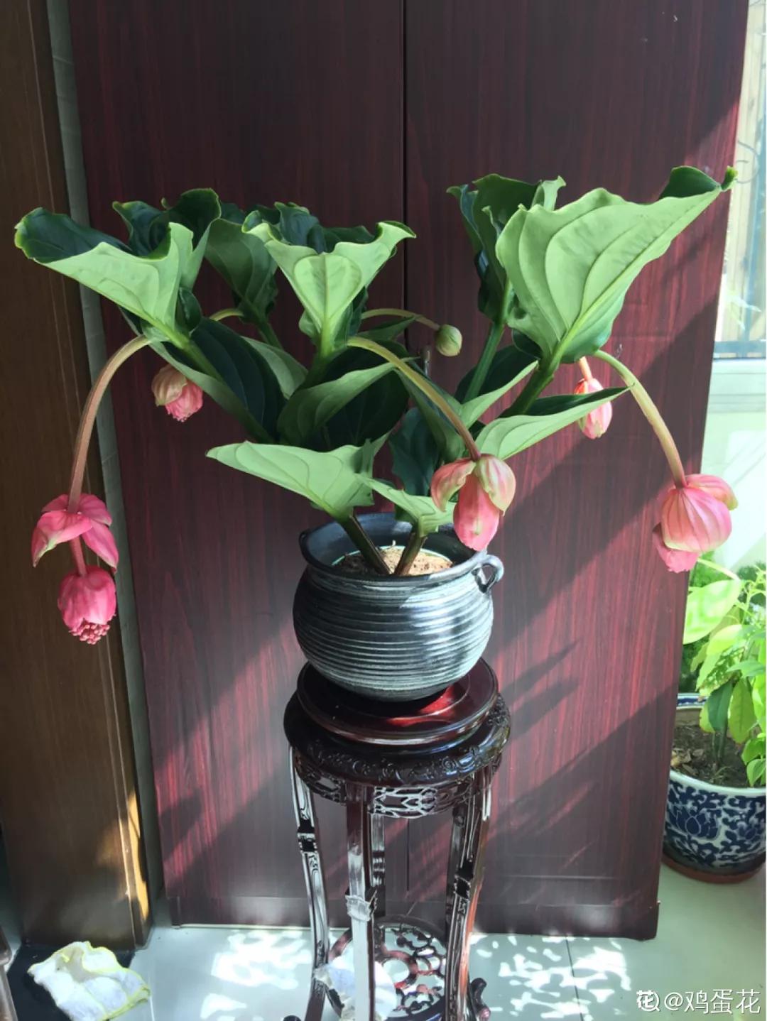 12星座该养什么花最好,12星座专属养的花是什么