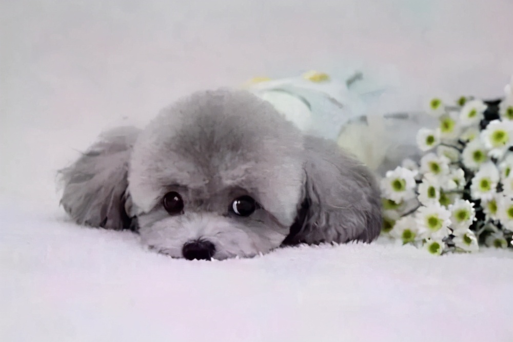 贵宾犬什么颜色的最聪明,贵宾犬毛色有几种颜色