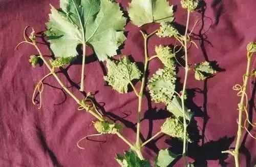 夏黑葡萄各个时间防哪些虫害,葡萄14种常见虫卵图解