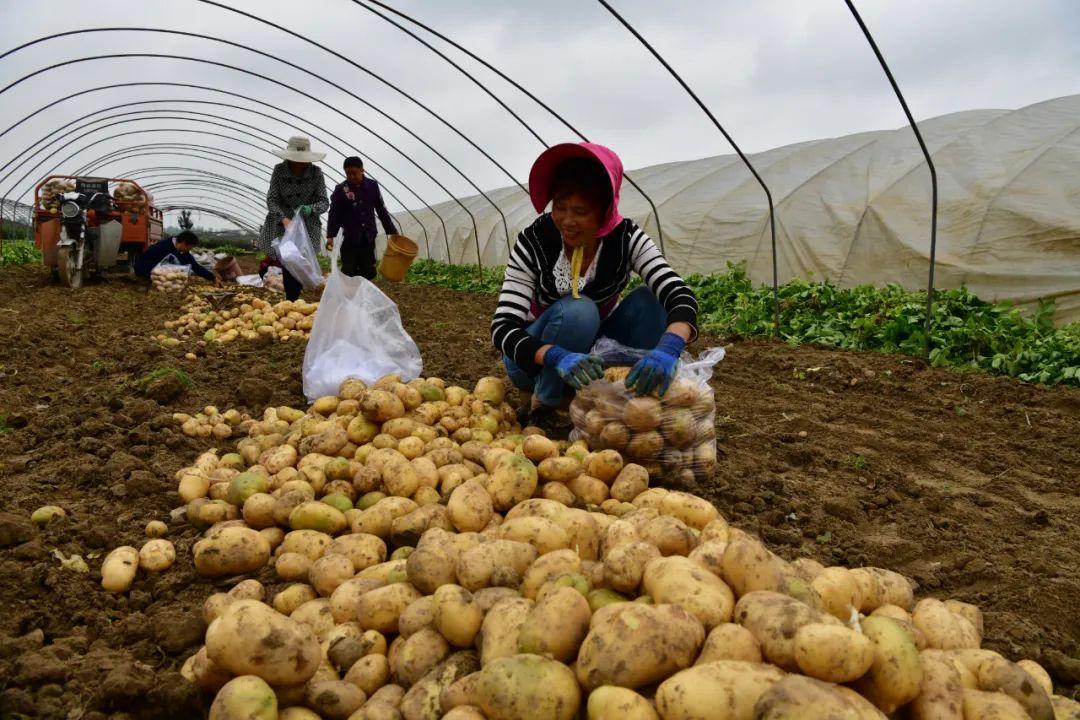 农村大姐卖炸土豆,农村大姐红薯一亩8000斤