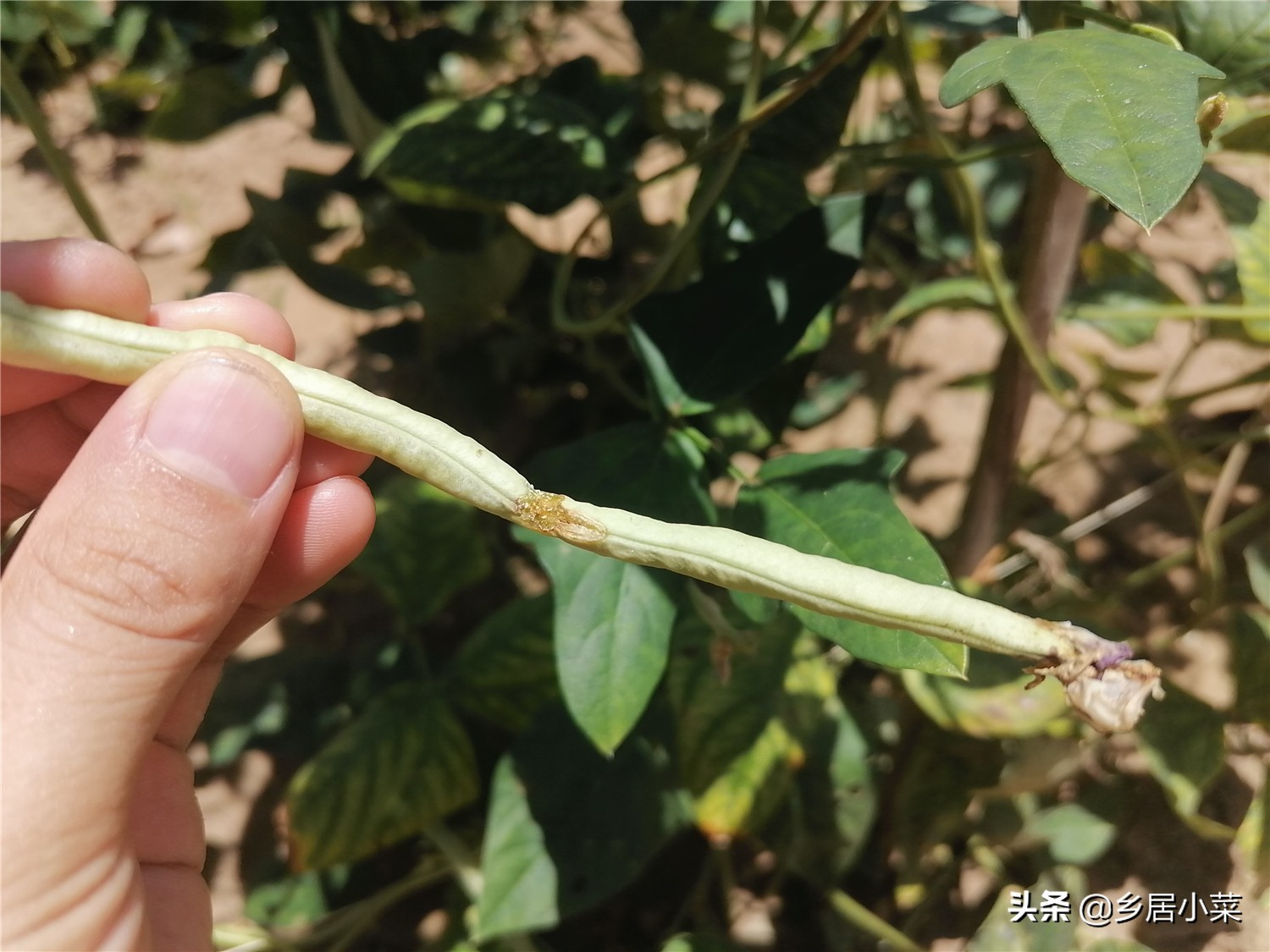 豆角棵上的蚂蚁怎么治,豆角秧生蚂蚁怎么办