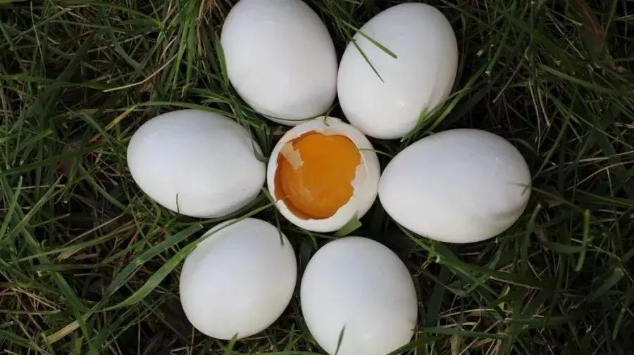 清理黑头的正确方法,清理黑头的正确方法是什么