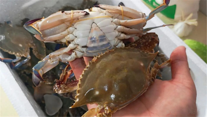 一招学会挑肥美梭子蟹,梭子蟹挑选小窍门怎么挑螃蟹