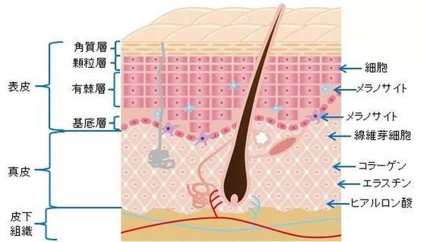 日本欧美韩国哪个护肤品好,日本韩国欧美护肤品怎么选