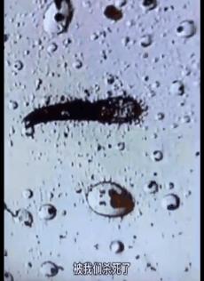 明星亲测生发液,明星亲测养生