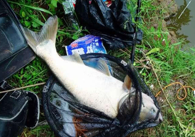 手竿钓大头鱼的最佳方法,手竿钓大头鱼的鱼饵料什么最好