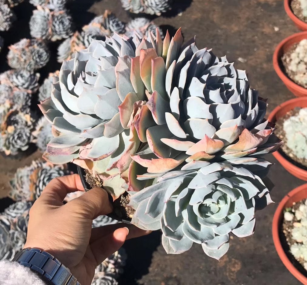 蓝石莲长蚧壳虫,多肉蓝石莲耐冻吗