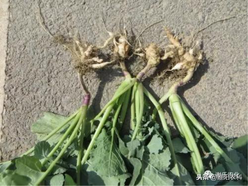 番茄霜霉病和晚疫病预防用什么药,晚疫病和霜霉病特效农药哪个好