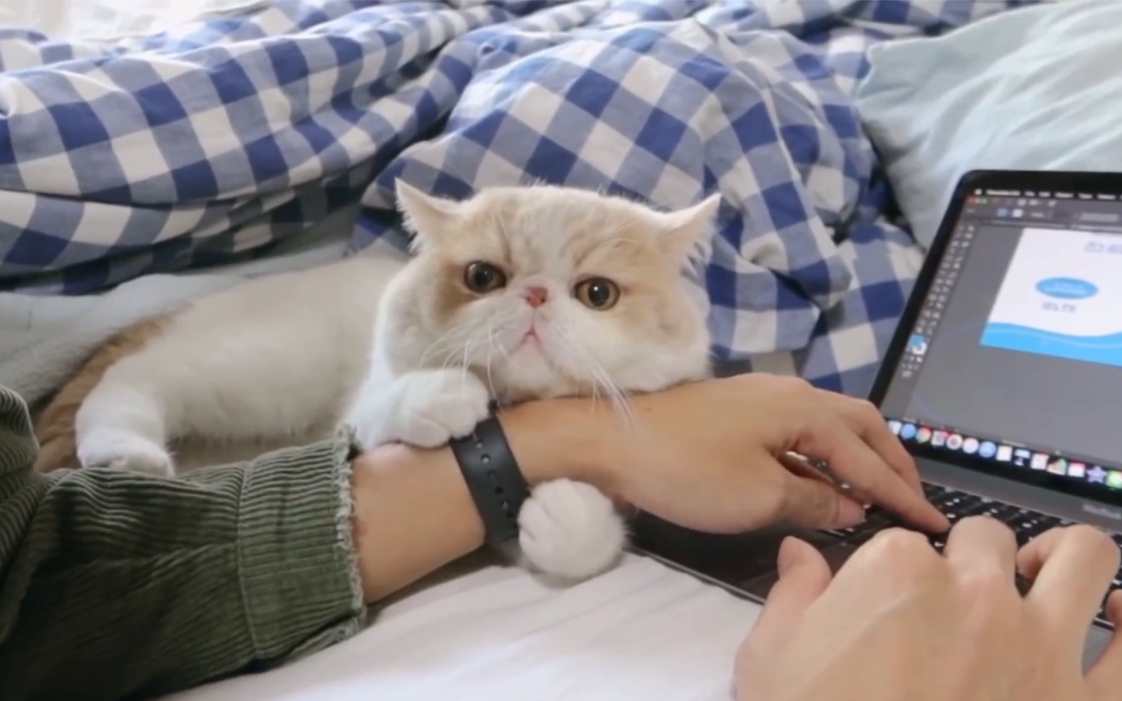 关于猫咪的冷知识你知道多少 (关于猫咪的冷知识)