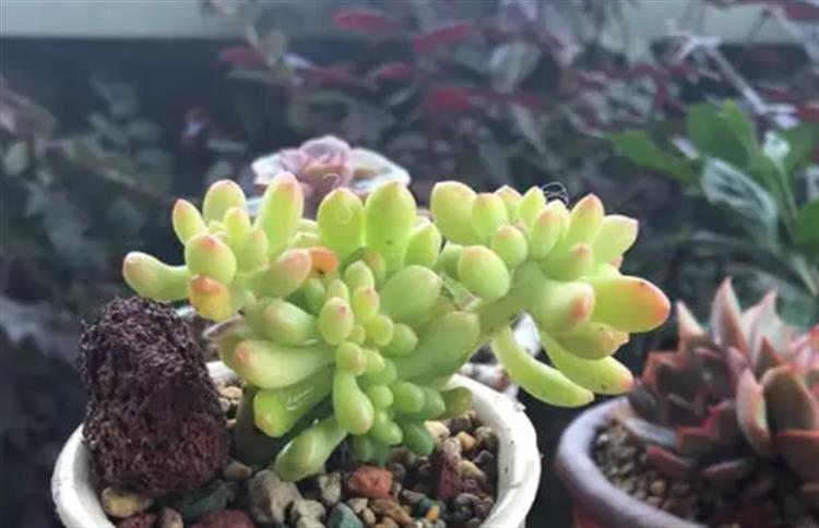 想要多肉长大要怎么做,多肉如何快速爆盆夏天