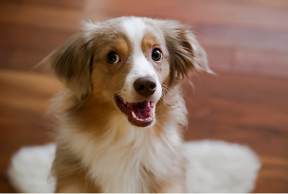 狗狗没精神没食欲大便干尿黄,狗狗食欲不振尿黄怎么回事