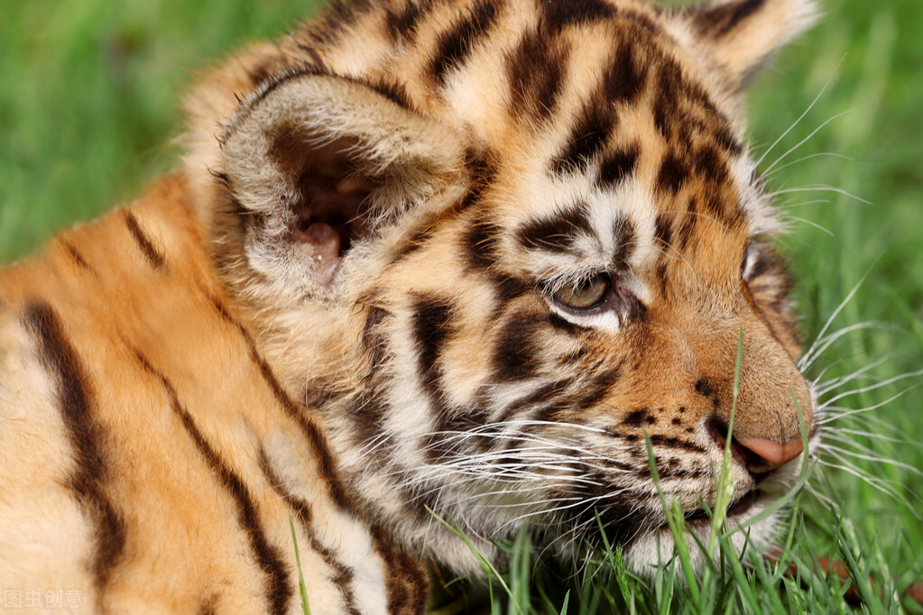 为什么要把一只雄狮放在老虎群里,老虎为什么是独居而狮子却是群居