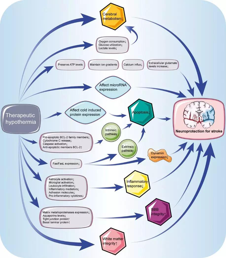 拥有7000年历史的“低温疗法”如何保护神经功能？