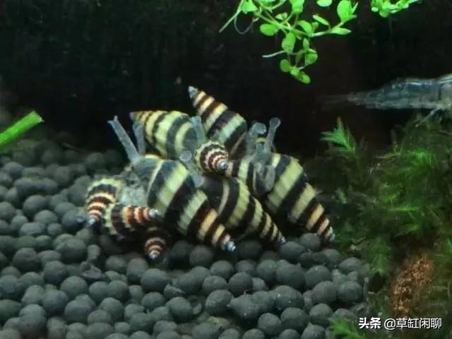 水草缸里出现小螺有什么危害,刚买的水草入缸前除螺药怎么用