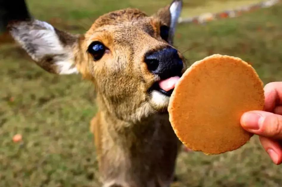 日本东京京都,东京7天游路线推荐