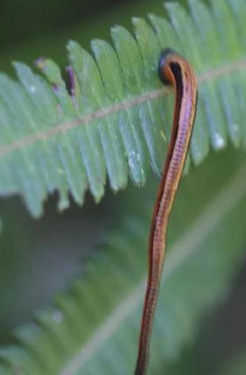 如果水蛭不小心吃掉了怎么办,误食活水蛭有什么危害