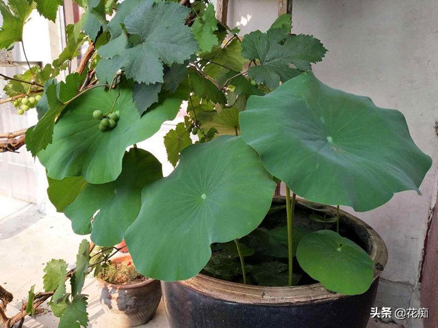 水缸种菜藕开花吗,在家自制不花钱的种菜大桶肥水