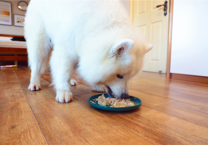 爱犬得了不治之症怎么办,小狗患有糖尿病是否可治愈