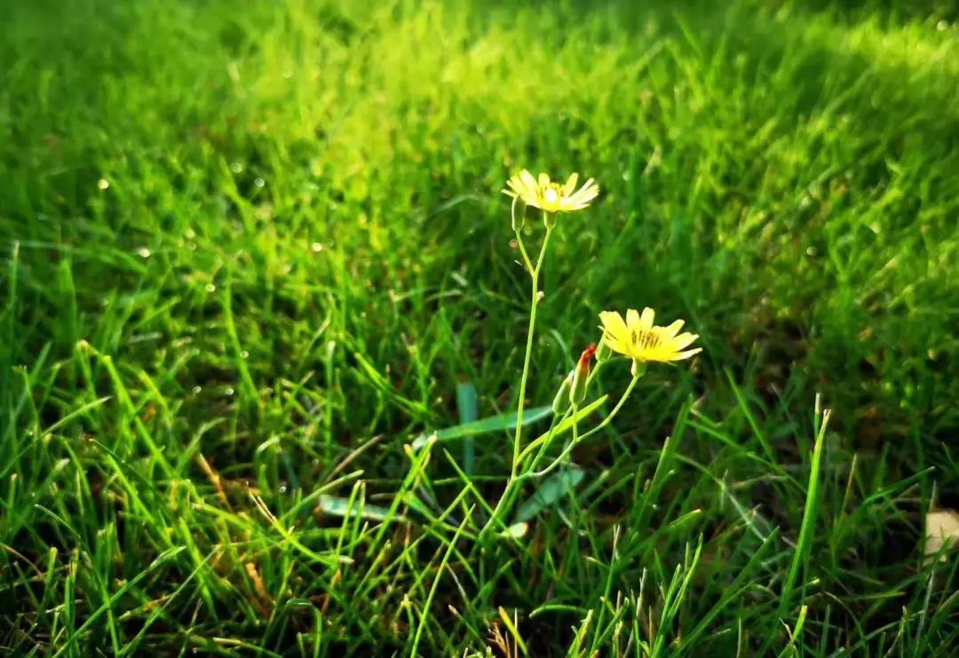 故乡的蝉鸣声,故乡的蝉完整版