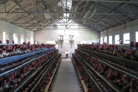 产蛋鸡冬天鸡舍温度多少合适,冬天鸡舍里的温度