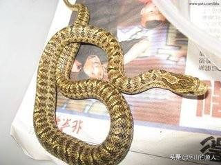 在河里钓鱼遇到大黑蛇真实事件,野钓遇到蛇的真实事件