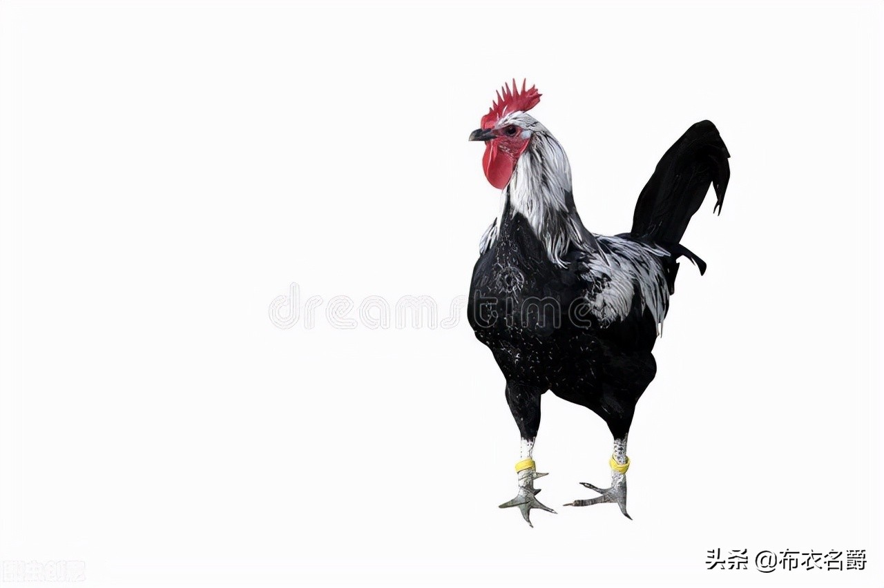 鸡盲肠肝炎有传染性吗,好兽医在线