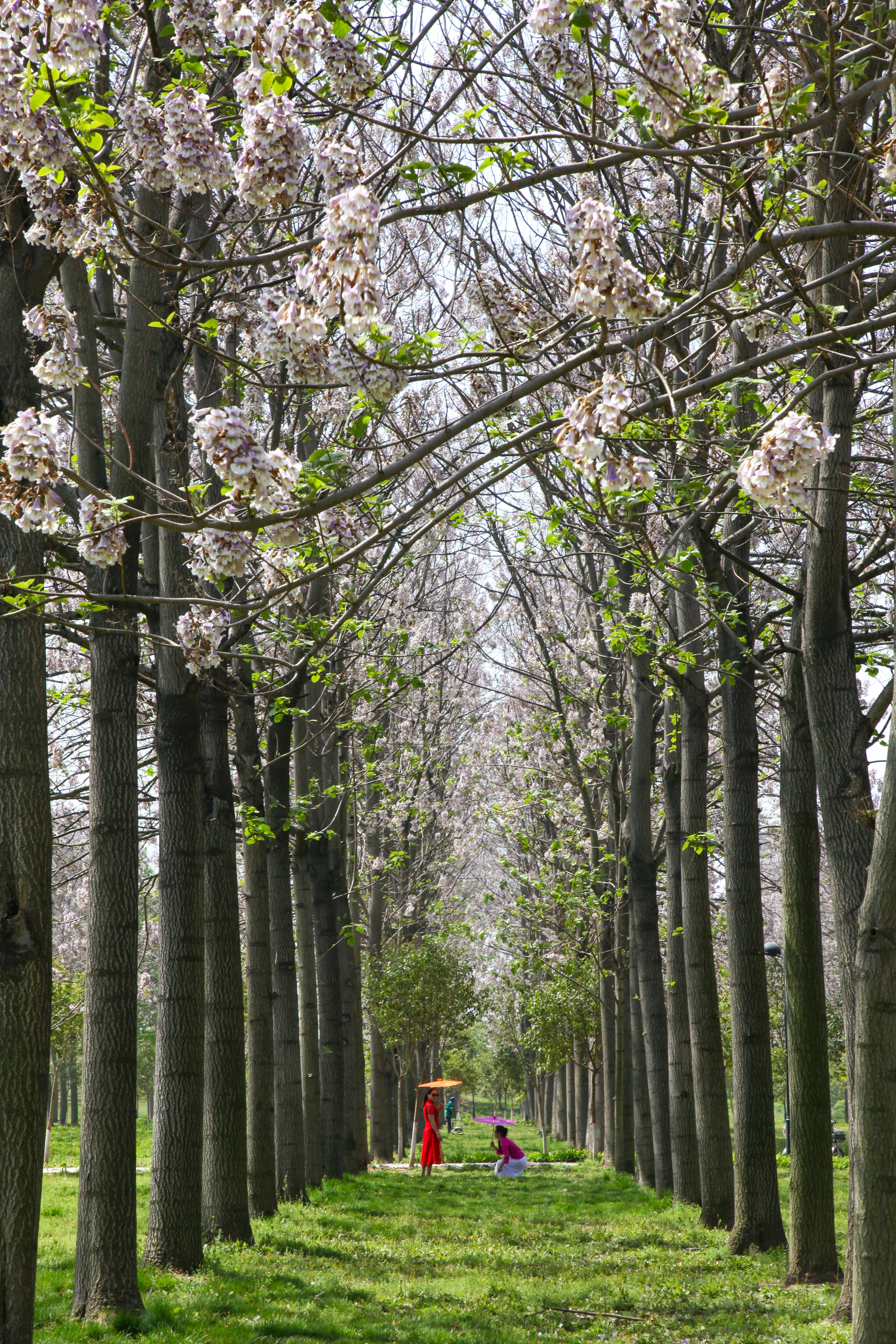 兰考新貌摄影集,兰考摄影团队