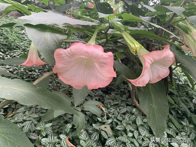 你知道泸州的“天长地久”吗？缔造过泸州的辉煌，如今亟待新生